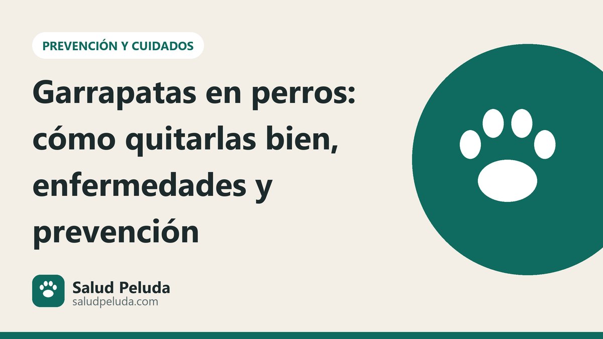 Garrapatas en perros: cómo quitarlas bien, enfermedades y prevención
