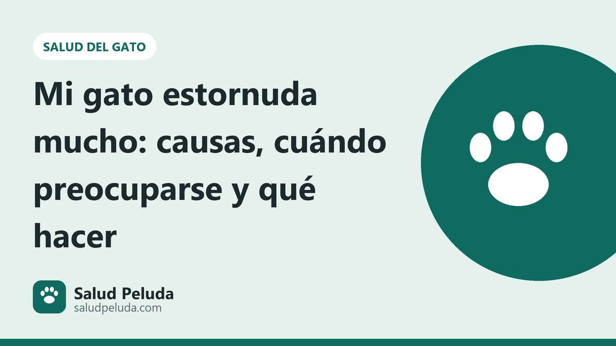 Mi gato estornuda mucho: causas, cuándo preocuparse y qué hacer