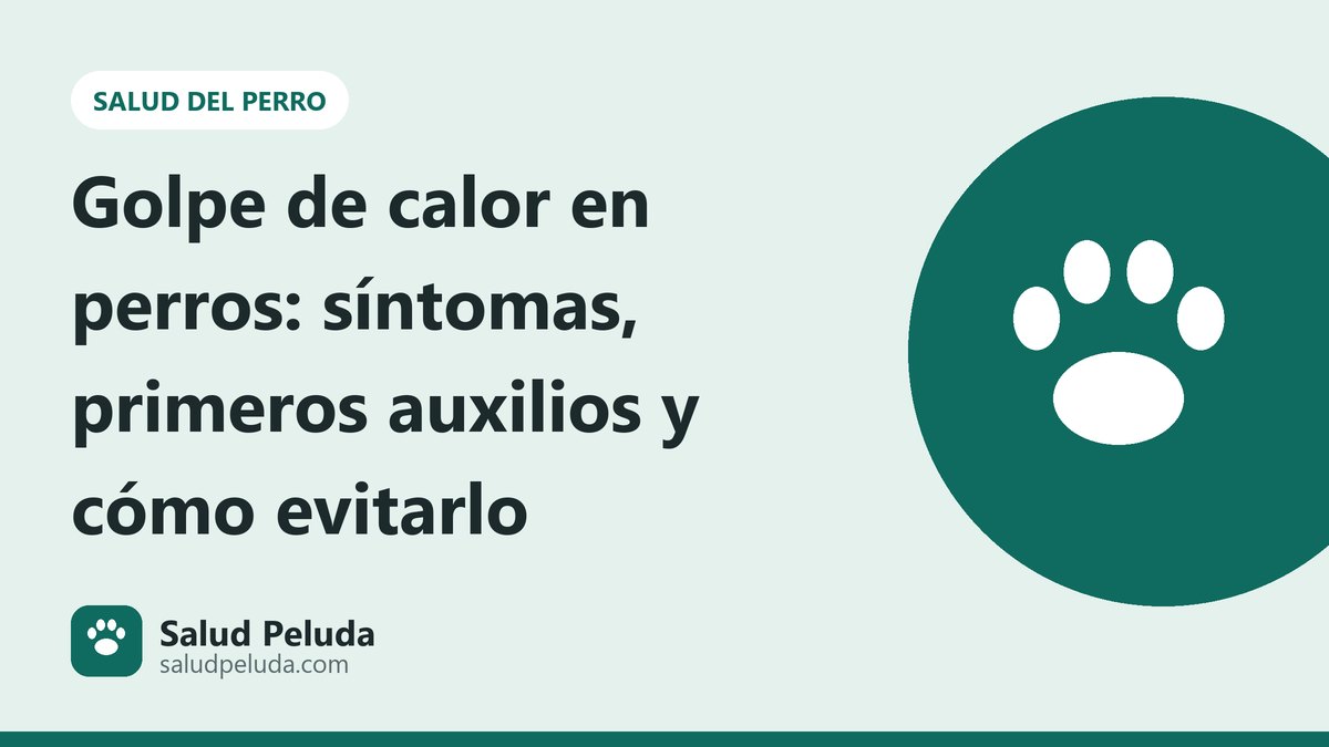 Golpe de calor en perros: síntomas, primeros auxilios y cómo evitarlo