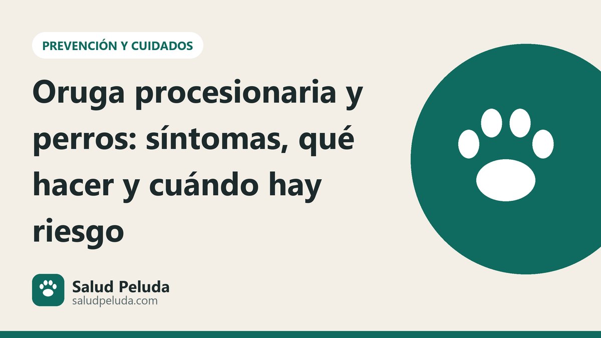 Oruga procesionaria y perros: síntomas, qué hacer y cuándo hay riesgo