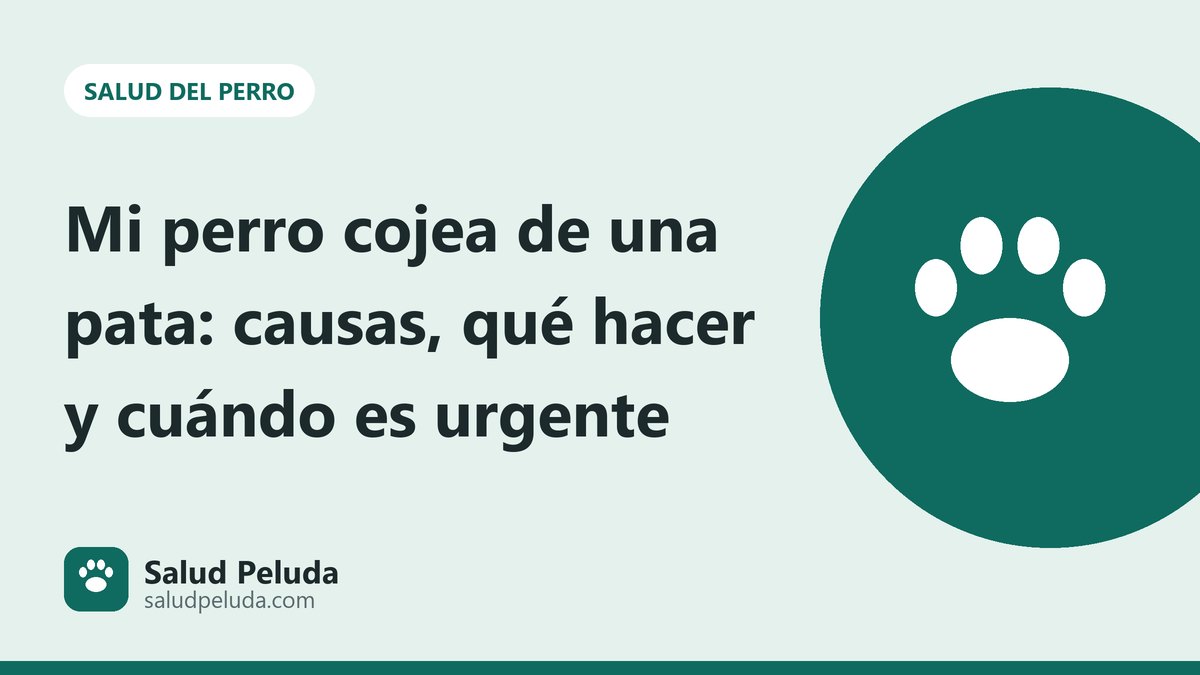 Mi perro cojea de una pata: causas, qué hacer y cuándo es urgente